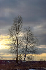 A family of poplar, birch and small pine trees against the evening sky