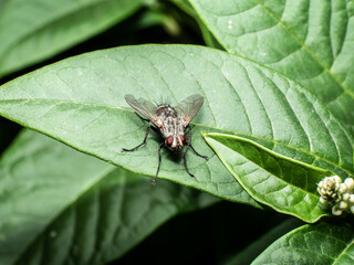 Flesh fly on leaf close up