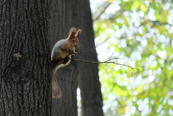 Squirrel(Sciurus vulgaris) with a nut on a tree branch in the forest in autumn, selective focus, vertical photo.