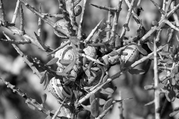 snails on a desert plant, canary islands