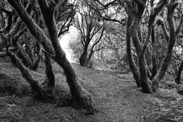 mystic forest on the island of el Hierro, canary islands