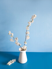 flowering cherry branch in a vase on a blue background