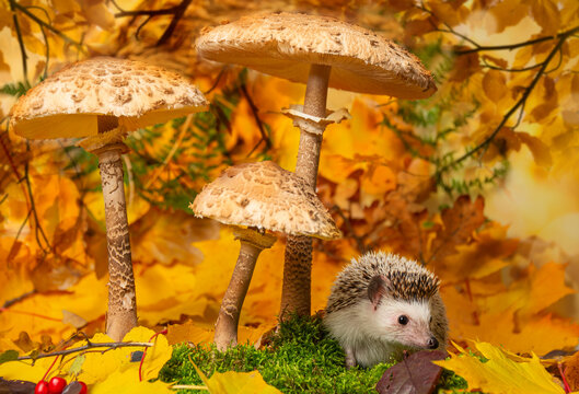 cute little hedgehod with parasol mushrooms on forest autumnal background
