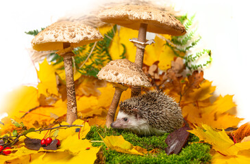 cute little hedgehod with parasol mushrooms on forest autumnal background