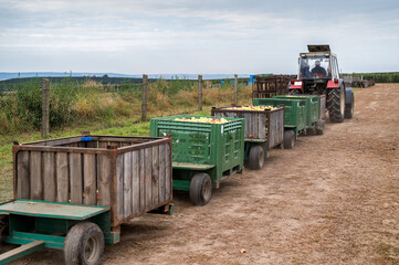 Apfelernte mit einem alten Traktor auf einer Obstplantage © Ralf Geithe