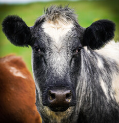 portrait of a cow