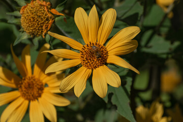 Pequeño habitante yendo de compras. Abeja en campo de flores, Otoño.