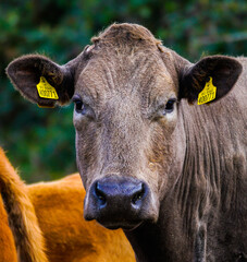 portrait of a cow