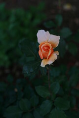 orange rose