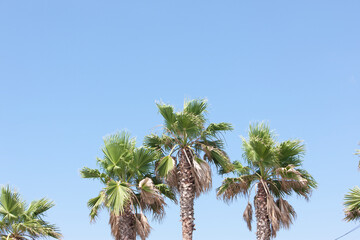 Fototapeta premium ヤシの木