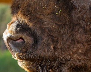 European bison (Bison bonasus), also known as the wisent. Muzzle of an animal at close range.
