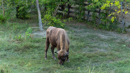 European bison (Bison bonasus), also known as the wisent. The existence of an animal in the...