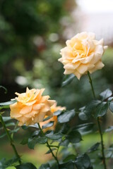 yellow rose flower