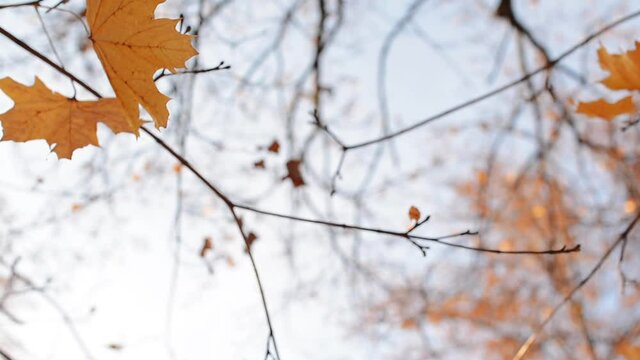 Golden tree leaves at blue sky. Beautiful leaves swinging on a tree in autumn park. Trees with bright yellow foliage. Nature background.