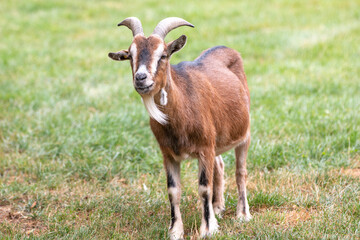 Naklejka na ściany i meble Goat (Ziege, Capra) brown and black