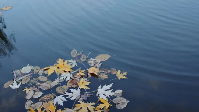 Maple and oak leaves float in lake water that reflects the sky and trees.Leaves in muddy water.Yellow and orange leaves, dry leaves.Autumn maple leaf falls into the water
