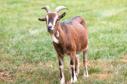 Goat (Ziege, Capra) brown and black