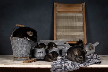 Family of grey black chinchillas with babies in a still life setting with old fashioned domestic kitchen tools with the Dutch words "sand" "salt" "soda"