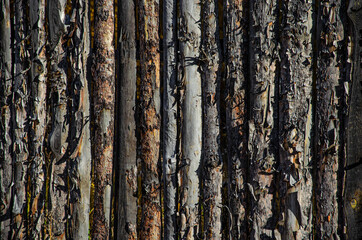 Old wooden fence. Wooden fence.