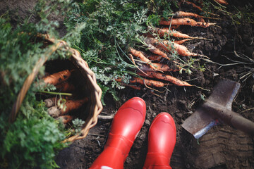 a harvesting carrots