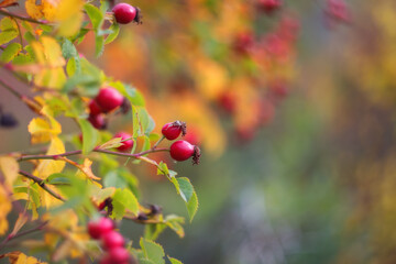 Rosehip fruit close-up. Rosehip on a blurred background with a copy of the space. Autumn