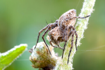 close up of a lynx spider o a fresh stem