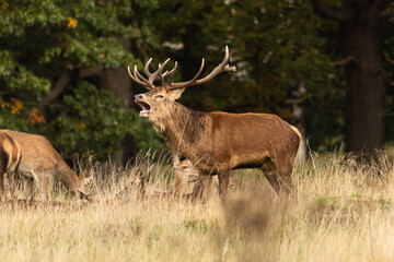 Obraz na płótnie Canvas Adult red deer standing up and roaring while walking around his herd during rutting season at Richmond Park, London, United Kingdom. Rutting season last for 2 months during autumn