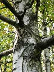 Thick powerful birch trunk with branches and without leaves