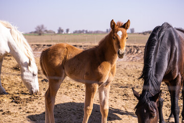 Horses hanging out