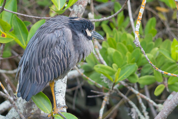 Yellow crowned night heron of Galapagos perched on a tree. Green leaves in the background