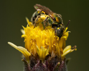 Abeja del sudor verde