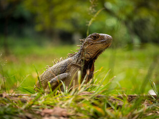 Green Iguana (Iguana Iguana) Large Herbivorous Lizard Staring on the Grass in Medellin, Antioquia / Colombia
