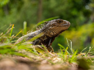 Green Iguana (Iguana Iguana) Large Herbivorous Lizard Staring on the Grass in the Botanical Garden of Medellin, Antioquia / Colombia