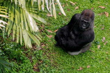 Kumbo, born on 1995. The biggest and strongest Gorilla at Ragunan  Zoo,  Jakarta. © ardiwebs