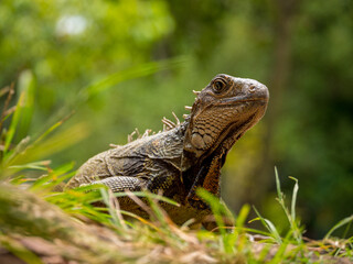 Green Iguana (Iguana Iguana) Large Herbivorous Lizard Staring on the Grass in the Botanical Garden of Medellin, Antioquia / Colombia