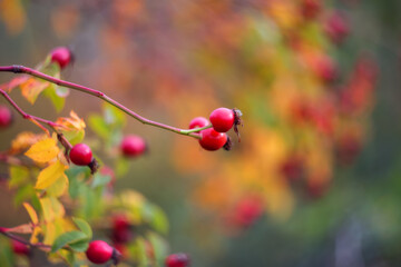 Rosehip fruit close-up. Rosehip on a blurred background with a copy of the space. Autumn