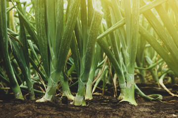 Obraz premium Green onions growing in field, closeup. Harvest season