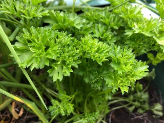 bunch of parsley