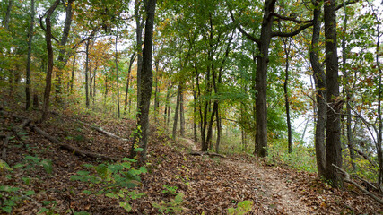 Forest trail in early autumn
