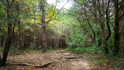 Forest trail in early autumn