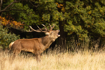 Naklejka na ściany i meble Adult red deer standing up and roaring to other males during rutting season at Richmond Park, London, United Kingdom. Rutting season last for 2 months during autumn
