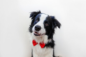 Naklejka na ściany i meble Funny studio portrait puppy dog border collie in bow tie as gentleman or groom isolated on white background. New lovely member of family little dog looking at camera. Funny pets animals life concept.