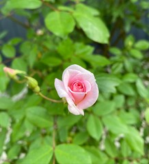 Pretty pink rosebud over blurred leaves