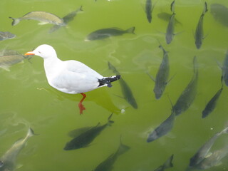 Gull paddling above some fish