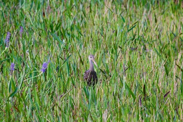 Bird in tall grass