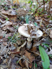 Amanita pantherina, known as panther cap or false blusher, a poisonous mushroom, common in italian forest