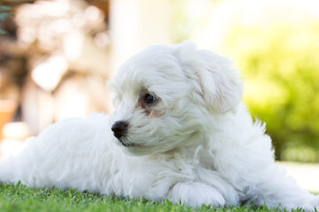Happy beautiful white puppy maltese dog