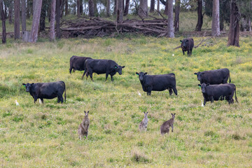 Birds Cows and Kangaroos in a field in regional Australia