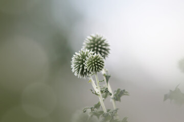 Close up shot of Globe thistle flowers also known as spiky echinops
