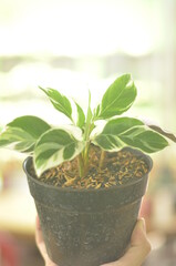 Beautifull Calathea White Fusion In A Black Pot Stands On Holding Right Hand On A Blurred  Background.